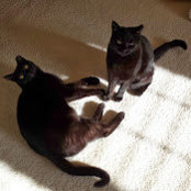 Terry Popescu's photo
