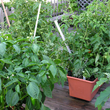 Vegetable variety | Artistry Landscaping Design