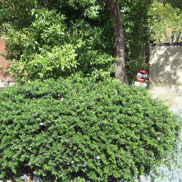 Timberlake Landscape