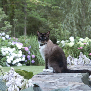 Cute cat loves the landscape