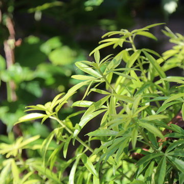 Pose d'une terrasse en bois et végétalisation, Créteil