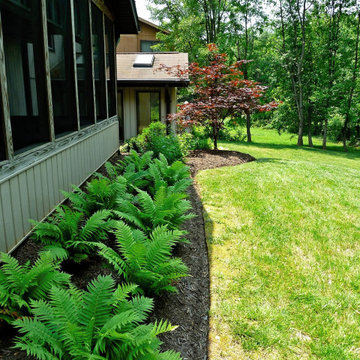 happy ferns