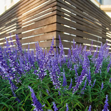 Modern Fences