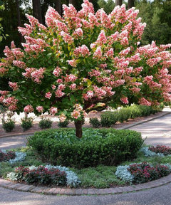 Quickfire tree will make my yard | Houzz Forum