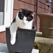 Rosanna Boudreau's photo