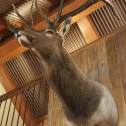 Elk Mount - Home Decor