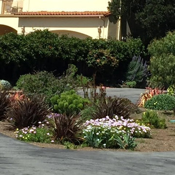 Mediterranean Landscape Plantings