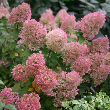 Bobo® Hardy Hydrangea (H. paniculata)