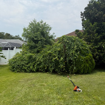 Tree Removal