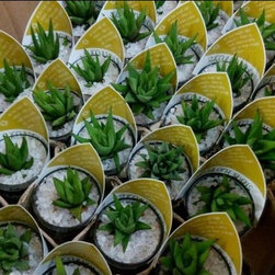 Corporate gifting and Diwali gifting - Garden Products