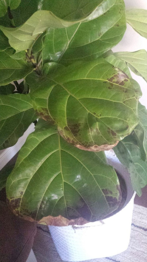 Fiddle Leaf Fig Ficus Lyrata Help,How To Clean A Front Load Washer Filter