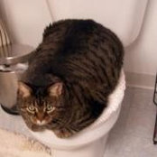 Rebecca Carpenter's photo