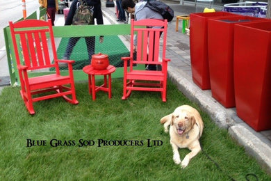Blue Grass Sod Pet Approved
