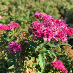 Current Featured Plants - Products