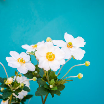 White cosmos against turquoise garden wall