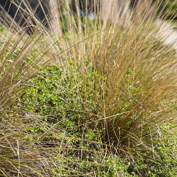 2018 Native Plant Garden Tour