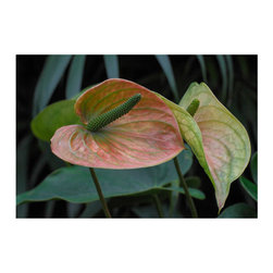 Flamingo Lily - Fine Art Prints