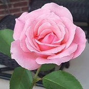 Terri Fowler's photo