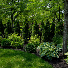 Arborvitae