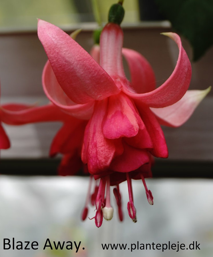 Fuchsia liste 2020 (her ses fotos af en mindre del af de fuchsia vi producere)