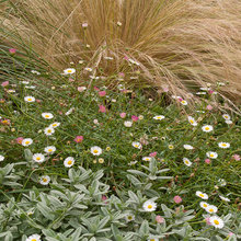 Backyard - grasses, natives & others