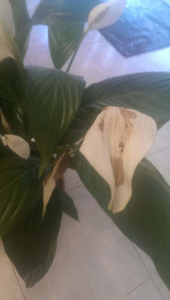 lemon tree plant indoor Artificial Lemon Tree main image 1