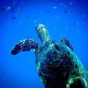 Daniela Costantino's photo
