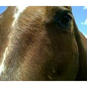Trinity Spirit Ranch's photo