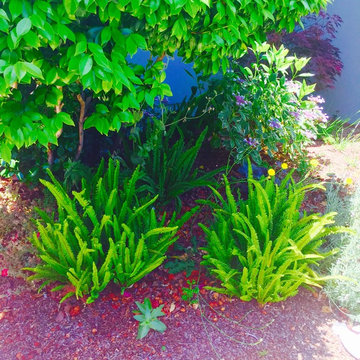 Burlingame - Low water-use Traditional California