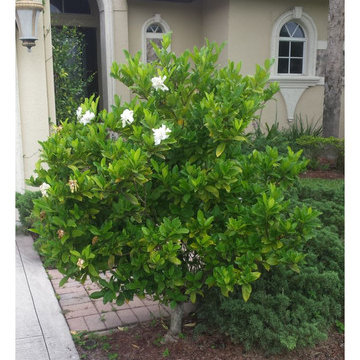 Individual Plant Photos # 1:Customer Aid (Not complete- hundreds will be here)
