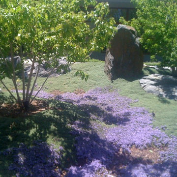 Lush Wooly Thyme Ground Covers