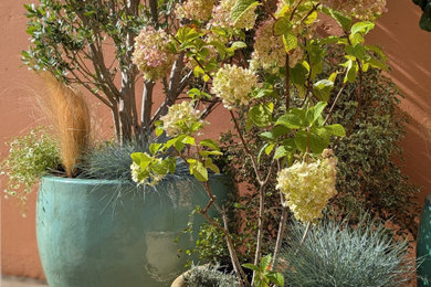 Cette image montre un petit jardin méditerranéen avec une exposition ensoleillée.