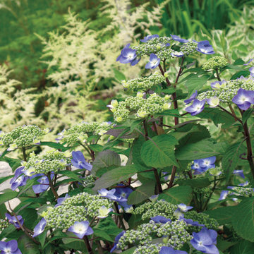 Plant Ideas & Colorful Combinations