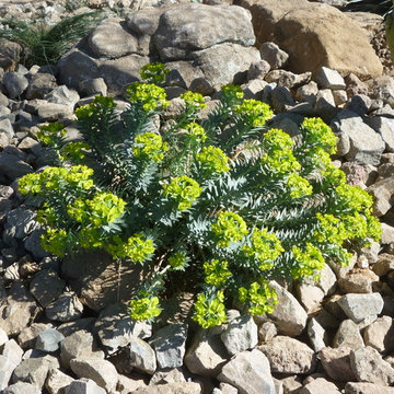 Euphorbia rigida_Gopher Plant