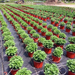 Cross Creek Nursery - Products