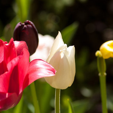 Spring Bulb Garden