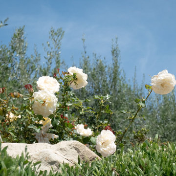 Provence comes to California