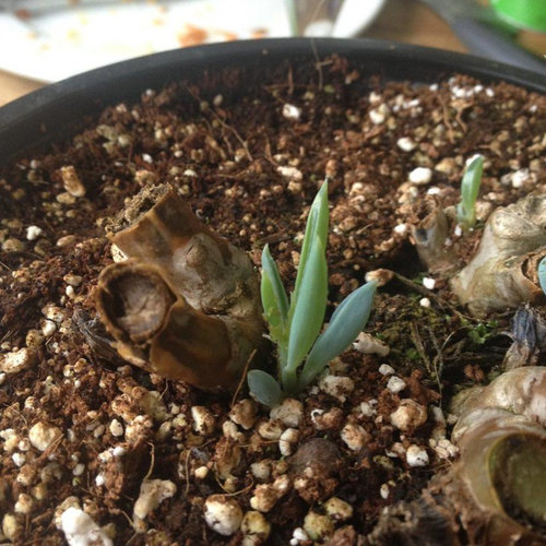 Badly frost damaged succulent can I remove and root small shoots?