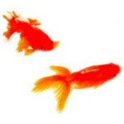 林粒魚s foto