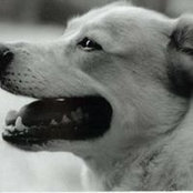 Adam Cohen's photo
