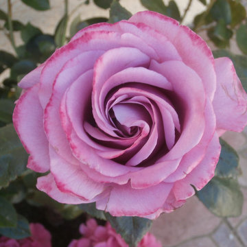 Rose mauve
