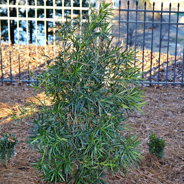 New Stone Plant & Flower Bed in Woodside Plantation, Aiken, SC