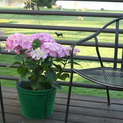 Let's Dance&reg; Big Easy Bigleaf Hydrangea - Plants