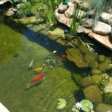 Koi Pond