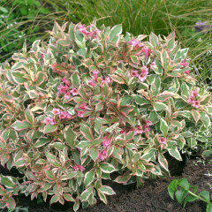 Image of Hosta candy corn spirea companion plant