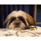 Susan Brauer_Pelerossi's photo