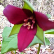 Foto von nancy dyer