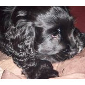 Tracey Chapman's photo