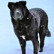 Suzanne McCarver's photo