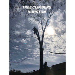 Tree Climbers Tree Service Houston
